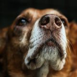 Kako izlečiti stafilokoknu infekciju kod pasa? 4