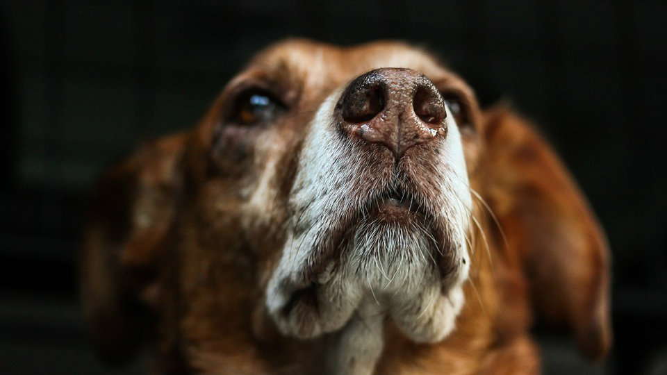 Kako izlečiti stafilokoknu infekciju kod pasa? 1