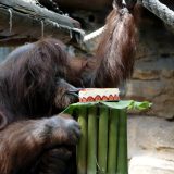 Organizovana proslava 50. rođendana ženke orangutana Nenet u Parizu 2
