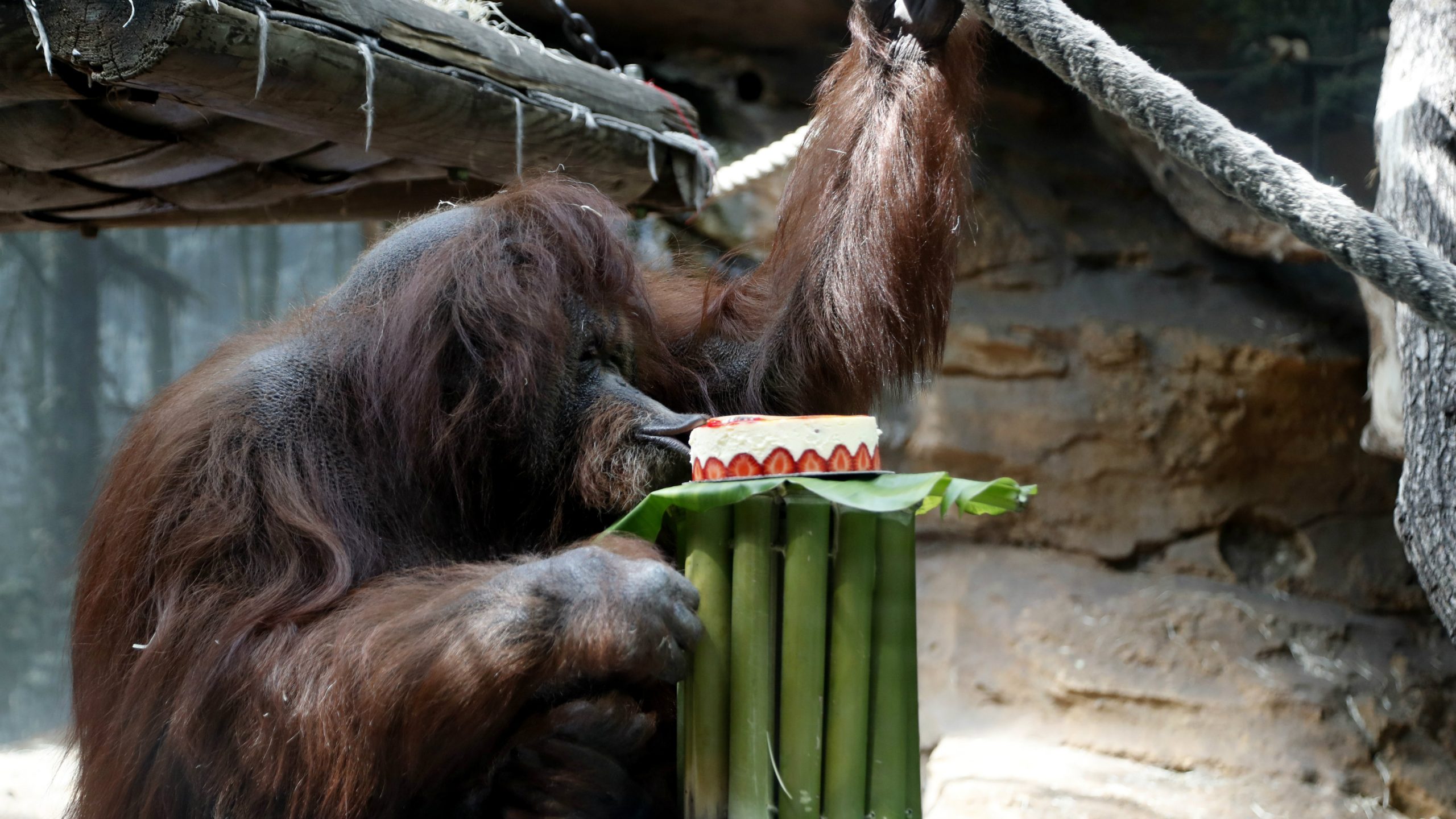 Organizovana proslava 50. rođendana ženke orangutana Nenet u Parizu 1