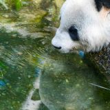 Dve pande rođene u zatočeništvu predstavljaju nadu u opstanak vrste 7