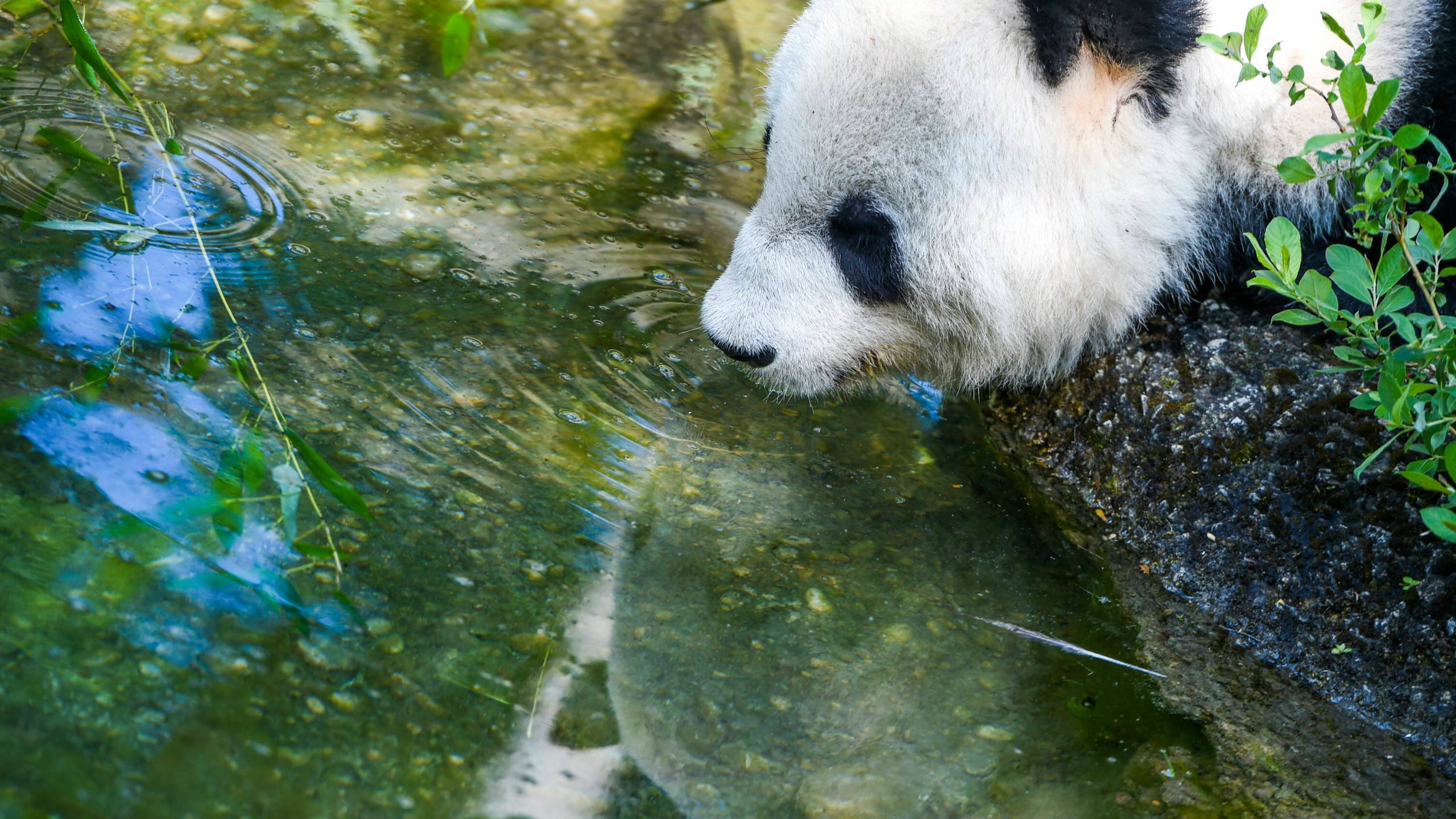 Dve pande rođene u zatočeništvu predstavljaju nadu u opstanak vrste 1