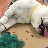 Buldog pojeo 19 cucli za bebe 14