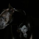 Da li ostaviti psa u mraku? 9