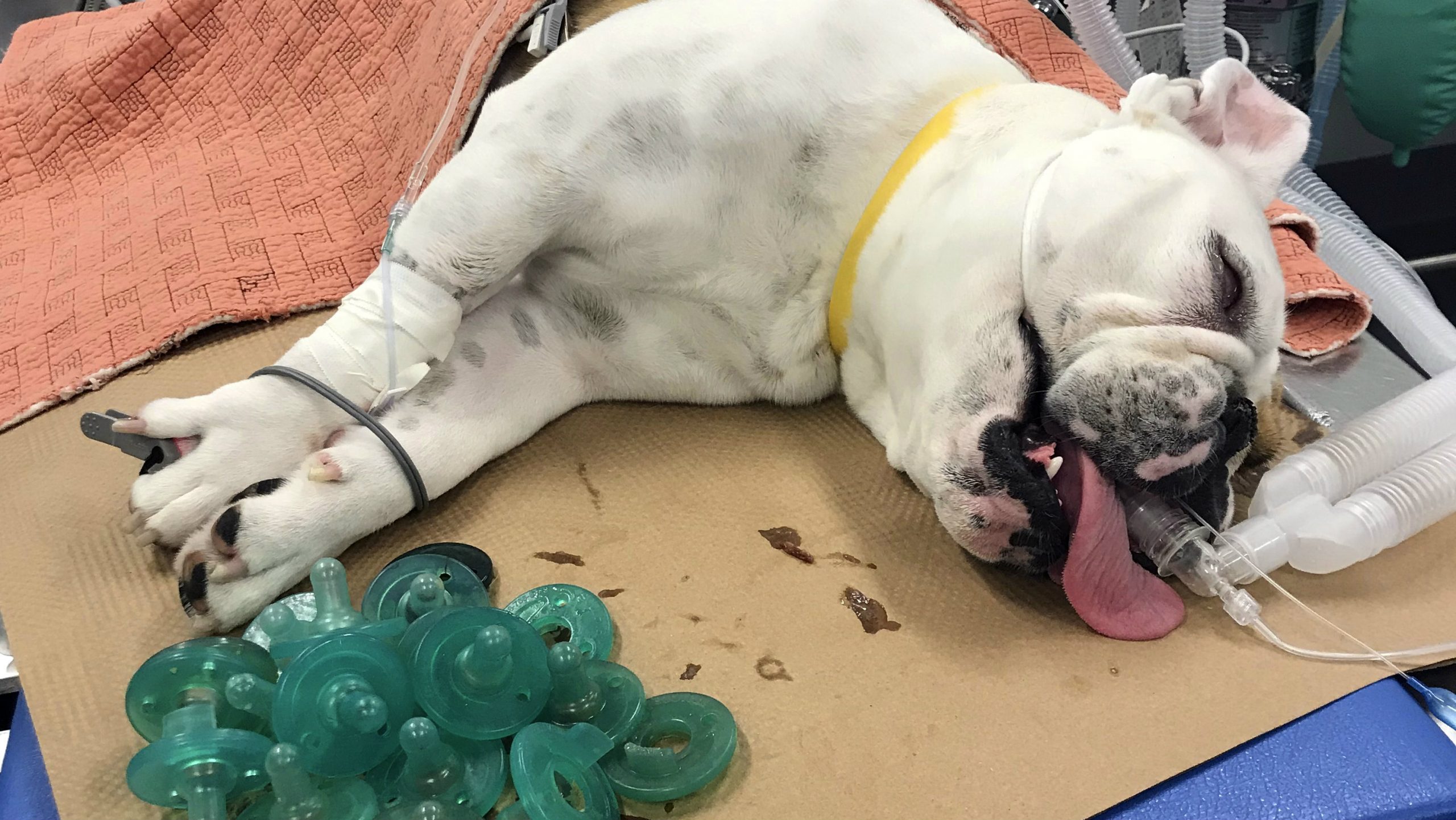 Buldog pojeo 19 cucli za bebe 1