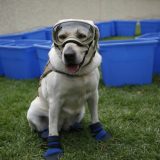 Spasilački pas Frida iz Meksika otišla u penziju 7