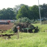 Lipovac Tanasković: Pozivam odbornike u Skupštini Beograda da glasaju protiv seče šume u Košutnjaku 9