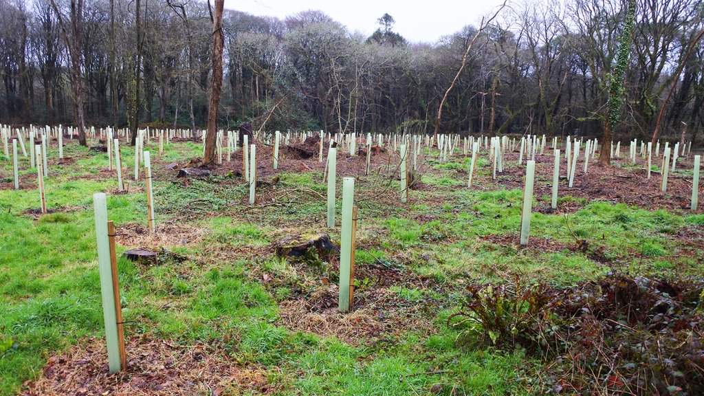 Volonterski pristup u sađenju drveća nije dao rezultat u Velikoj Britaniji