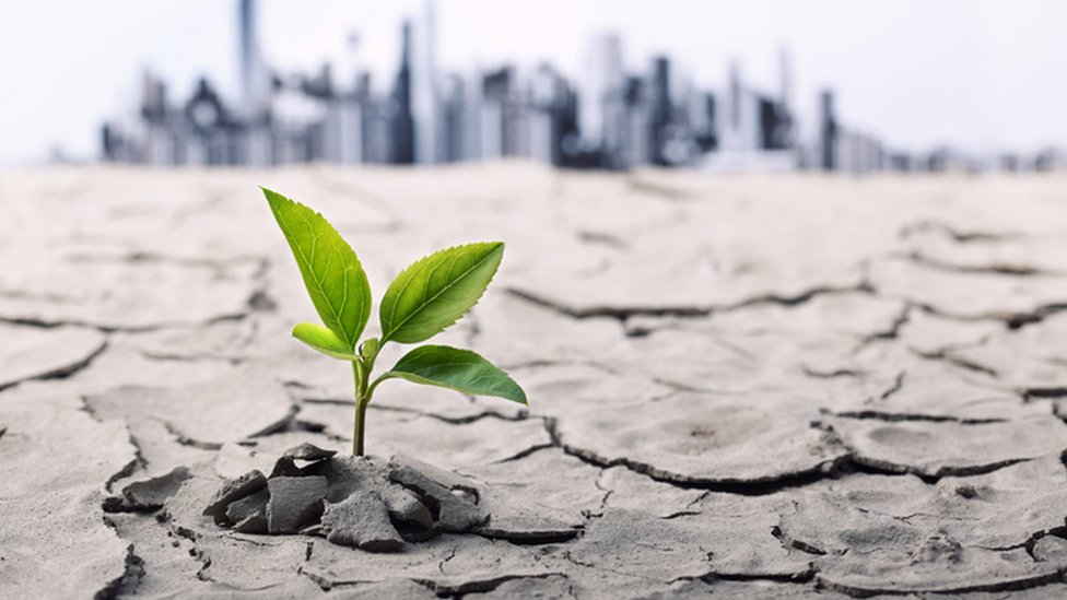 Klimatske promene: Pivo, kafa, čokolada, riba i krompir žrtve zagrevanja 5 biljka izvire iz suve zemlje