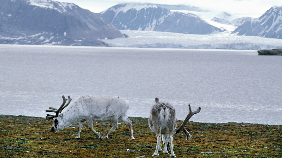 Irvasi sa ostrva Svalbard