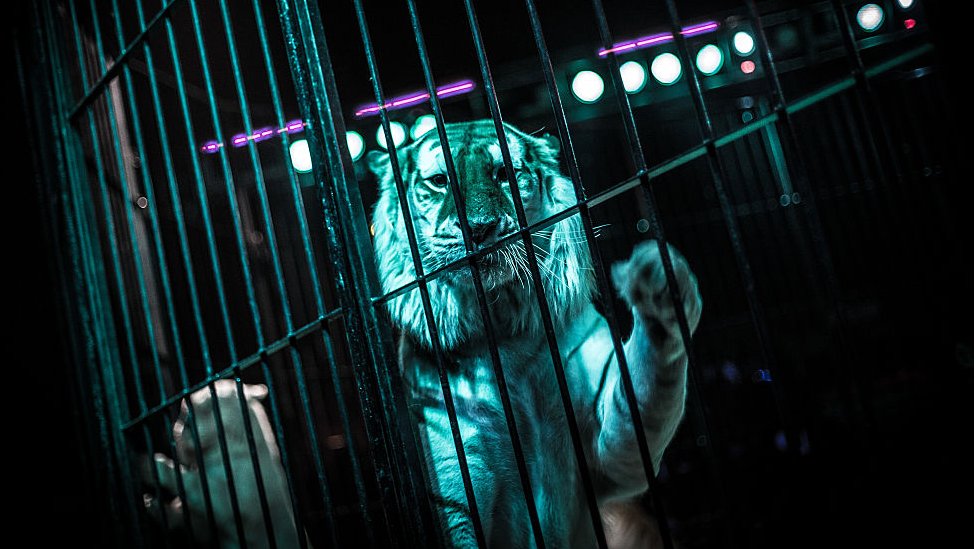 Italija: Tigrovi u cirkusu na smrt izujedali ukrotitelja 2 Orfei cirkus tigar