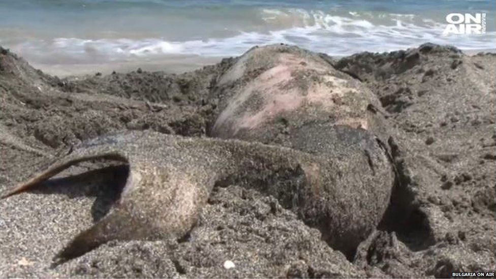 Smrt delfina na bugarskom primorju povezana sa ilegalnim ribolovom 1 Telo bebe delfina