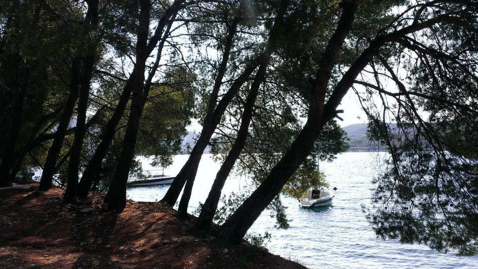 Borova šuma na ostrvu Visu