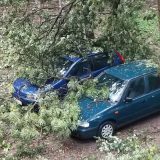 Oluja u Novom Sadu rušila stabla, bilo štete i na Egzitu (VIDEO) 5