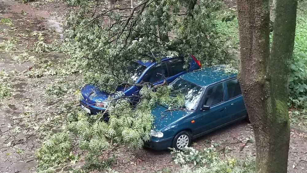 Oluja u Novom Sadu rušila stabla, bilo štete i na Egzitu (VIDEO) 1