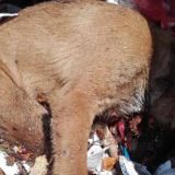 Trovanje pasa u Priboju postalo "tradicija" 8