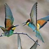 Na Velikom ratnom ostrvu 200 zaštićenih vrsta ptica, u Bajfordovoj i Zvezdarskoj šumi preko 70 5