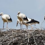 U Evropi nestalo 600 miliona jedinki ptica gnezdarica u poslednjih 40 godina 13