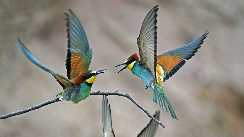 Zašto buka negativno utiče na ptice? 1