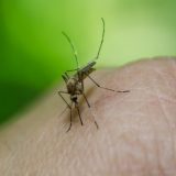 Kladovo: Sprovedena akcija suzbijanja larvi komaraca 15