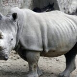 U Južnoj Africi ove godine povećan broj ubijenih nosoroga 8
