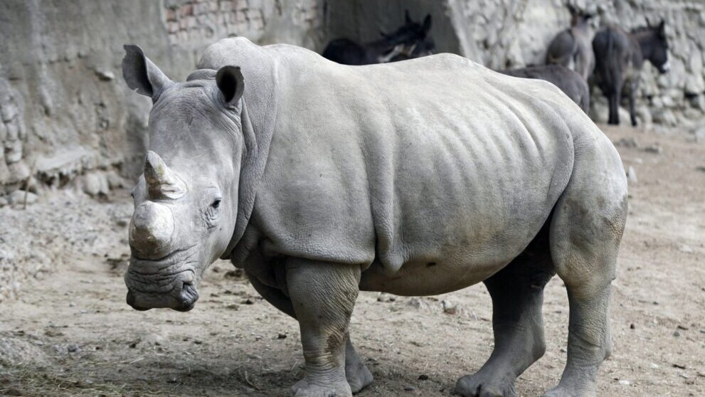 U Južnoj Africi ove godine povećan broj ubijenih nosoroga 1