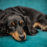 Zašto je dobro povesti ljubimca na posao? 1