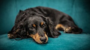 Uzroci nastanka anemije kod pasa i način lečenja 3