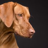 Na šta može da ukazuje nagli gubitak težine kod kućnih ljubimaca? 2