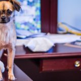 Kako prisustvo kućnog ljubimca na poslu utiče na zaposlene? 1