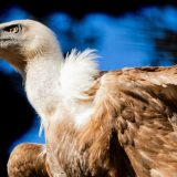 Zločin protiv prirode i javnog zdravlja 4