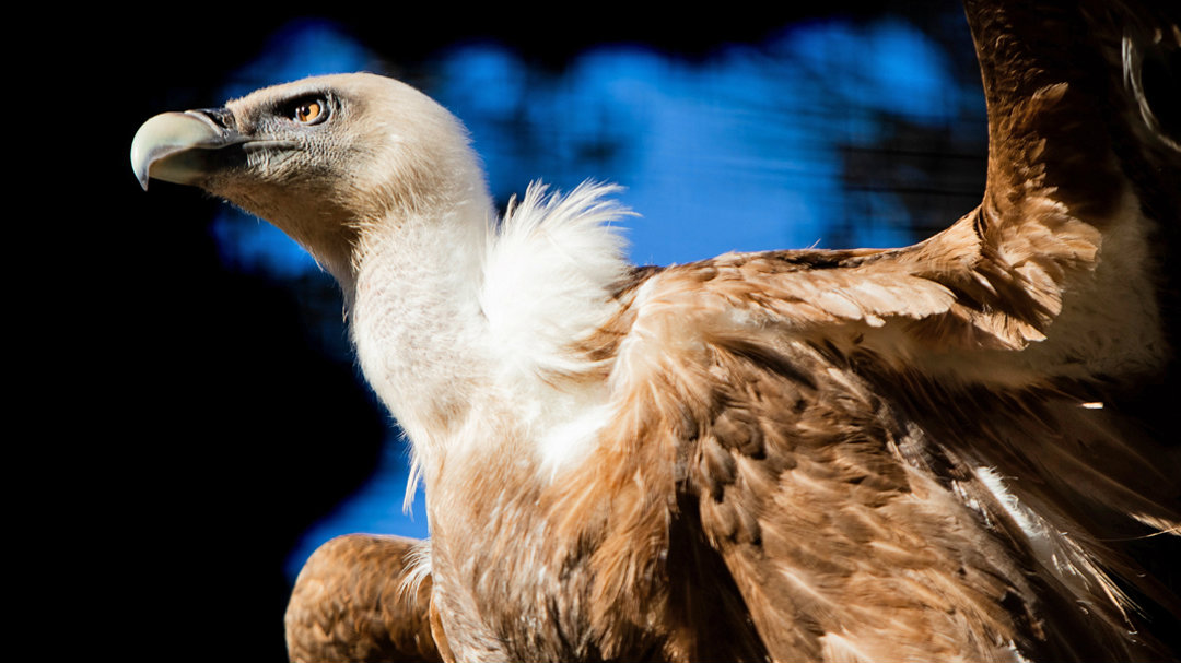 Zločin protiv prirode i javnog zdravlja 1