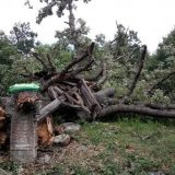 Oluja u nedelju iščupala stoletni hrast – zapis u Selačkoj 4