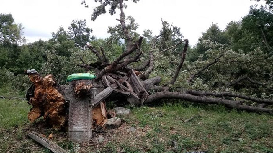 Oluja u nedelju iščupala stoletni hrast – zapis u Selačkoj 1