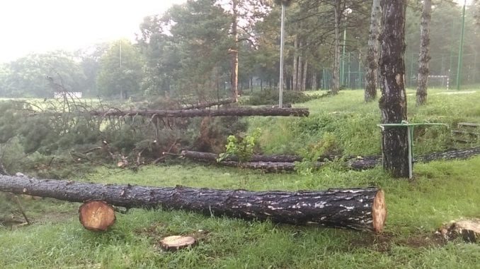 Na Košutnjaku posečeno desetine stabala bez šumskog pečata 1
