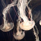 Šta raditi ako vas opeče meduza ili se ubodete na morskog ježa? 8