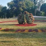 Papreni cvetni paun u niškom parku? 1