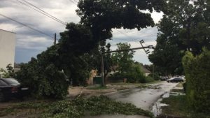 Oluja u Novom Sadu rušila stabla, bilo štete i na Egzitu (VIDEO) 2