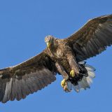 Orao zaustavio putnički voz na liniji Subotica - Novi Sad 5