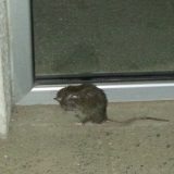 Pacovi u našim redovima 2