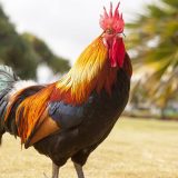 U Francuskoj suđenje petlu Morisu jer kukuriče suviše glasno i rano 3