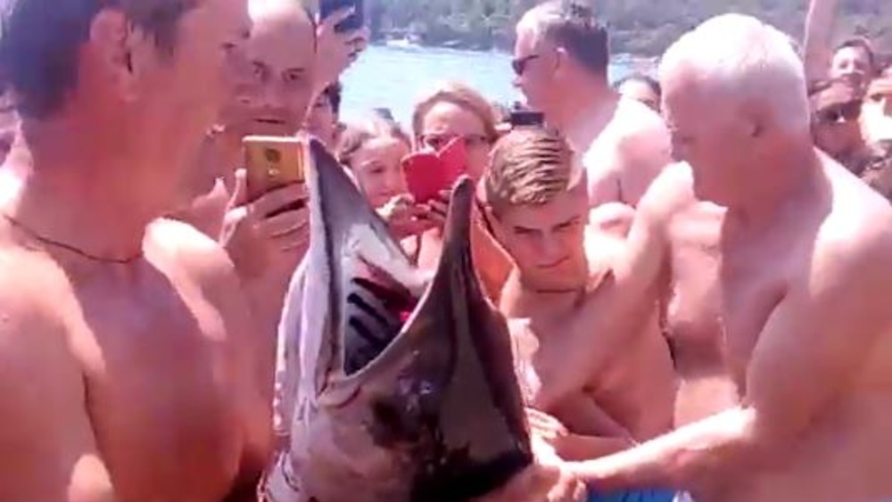 Panika na plaži Jaz, kupači mislili da je ajkula (VIDEO) 1