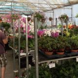 Segedin: Na festivalu cveća 4