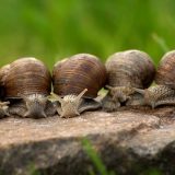 Puževi kao elitna namirnica: Kako su Francuzi od 'sirotinjske hrane' napravili skupoceni delikates 4