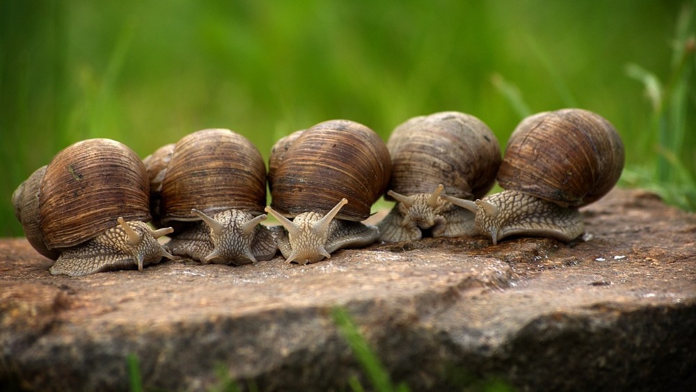 Zahvaljujući puževima napravljen povratni superlepak 1