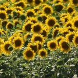 Danas sunčano i veoma toplo 14