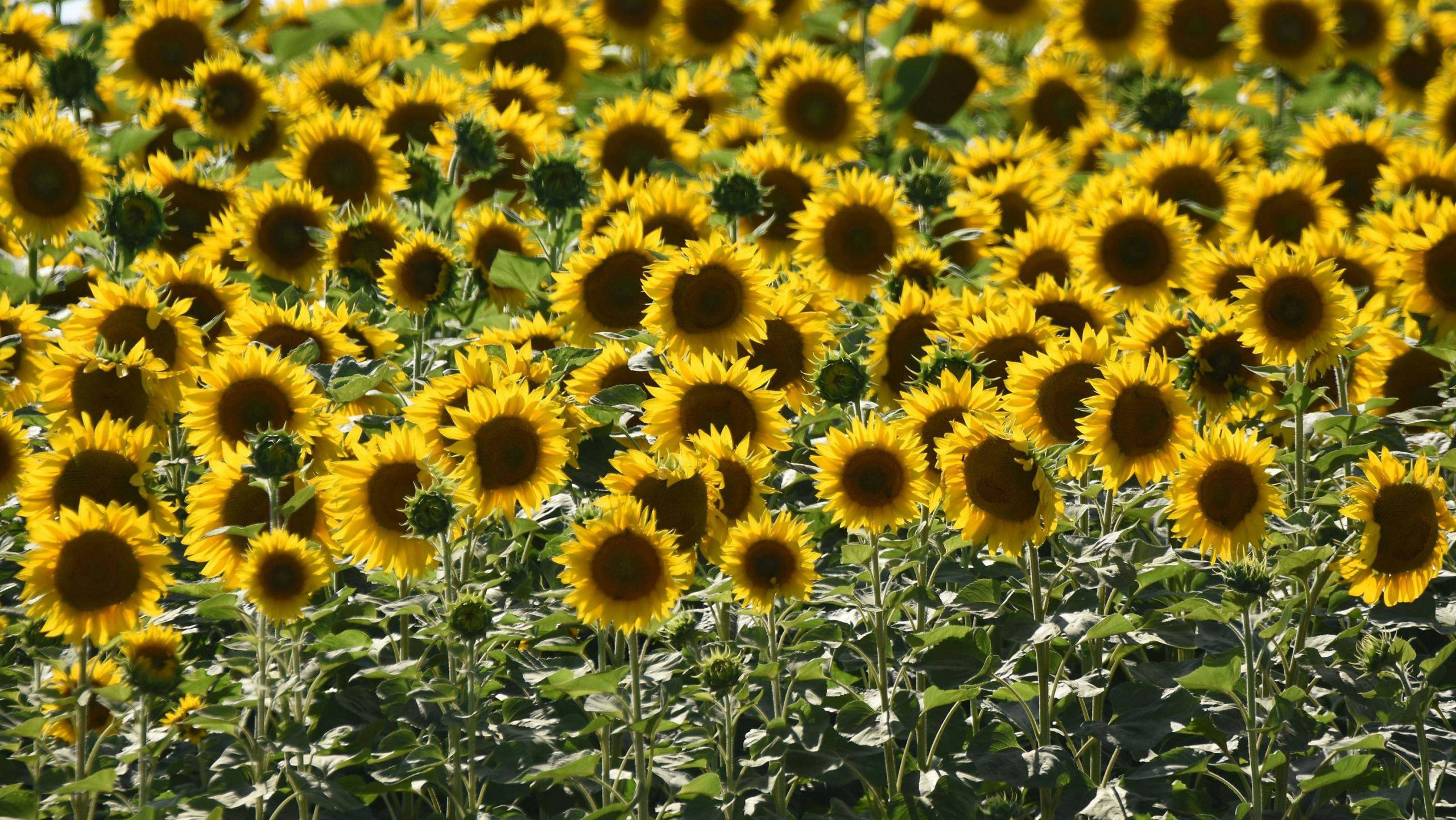 Danas sunčano i veoma toplo 1