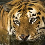 Danas se obeležava Svetski dan tigrova, ostalo ih je svega 3.890 1