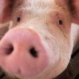 Afrička svinjska kuga - gde je Srbija pogrešila? 5