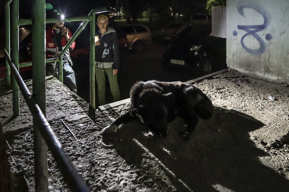 Kako je Kijev dobio Hitnu pomoć za životinje 2 An injured stray dog